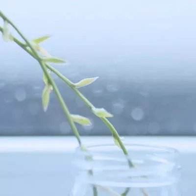 少年御灵师折扣平台下载